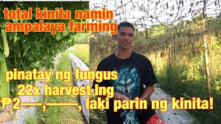 Magkano kitaan sa ampalaya farming? total kinita namin sa ampalaya farming! 900plus hills