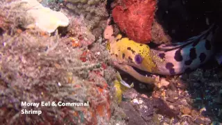 Scuba Diving the Lembeh Strait #1 - North Sulawesi Indonesia - November 2014