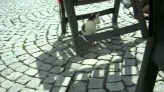 Katzen die sich fast töten