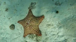 Short clip starfish Cozumel#gopro #mexico #cozumel