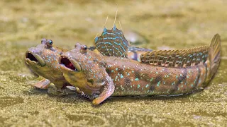 9 Crazy Facts About Mudskippers: The Fish That Lives Out of Water