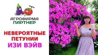 НЕВЕРОЯТНЫЕ ПЕТУНИИ ИЗИ ВЭЙВ