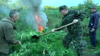 В Корсунь Шевченківському виявлено посів коноплі кількіситю понад 2 тисячі кущів