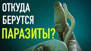 ПАРАЗИТЫ  - ИСТОЧНИКИ ЗАРАЖЕНИЯ. Откуда берутся паразиты?  Как не заразиться?