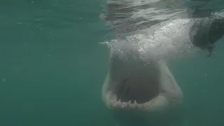 19 Foot Great White Shark Decapitates Diver 2023