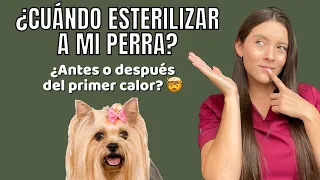 CUÁNDO DEBO ESTERILIZAR A MI PERRA | ¿Antes o después del primer calor? - Lauvet