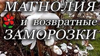 Магнолия и весенние заморозки. Как ведут себя растения?