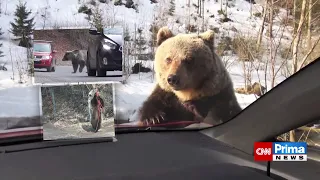 Tříletý medvěd Míša naháněl turisty kvůli jídlu. Ochránci přírody ho museli zastřelit