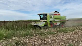 Napraforgo aratas 2020 Claas Mega 204 & conspeed 6-75fc