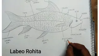 how to draw labeo rohita fish