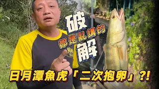 魚虎系列｜魚虎巨嬰？打臉「二次抱卵」謊言！日月潭開釣，破除謠言。