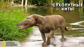 Пути эволюции: Сухопутные киты | Документальный фильм National Geographic