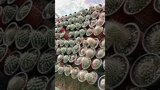 Cactus 🌵 Nursery #shorts #nursery #viral #youtubeshorts