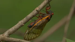 Brood X Cicadas laying eggs 2021