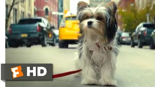 A Dog's Journey (2019) - Little Dog in the Big City Scene (4/10) | Movieclips