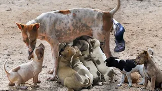 Poor Mother Street Dog Giving Birth To Many Cute Puppies