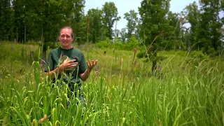 Free Fertilizer Using Native Grasses