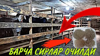 1ТА КУЙДАН 1МИЛЛИОН ФОЙДА ОЛИШ СИРЛАРИ