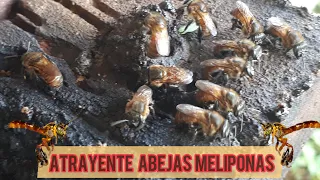 Cómo atraer colonias de  abejas sin aguijón?