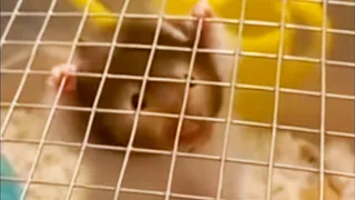 Hamster Hangs on for Dear Life