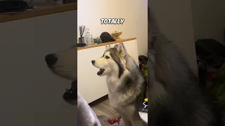 This Husky loves to sing 🎤