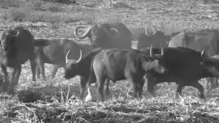 Cape Buffalo Bowhunt