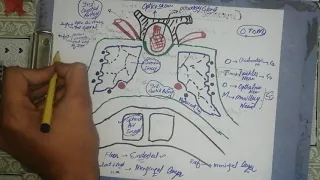 Cavernous sinus. Head and neck anatomy. #2NDYEARMBBS