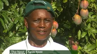 Mango farmers from Makueni supplying their produce to Mango processing plant - Part 1