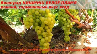 Виноград КИШМИШ БЕЛОЕ ПЛАМЯ- грозди крупные, ранний, сладкий кишмиш без рудиментов и косточек