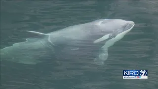 VIDEO: White orca whale spotted in Puget Sound