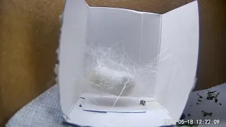 Tiger silkworm building cocoon