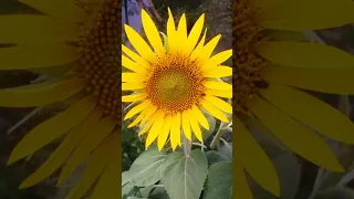 Life cycle of sunflower