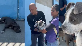 Skid Row Pitbull Family