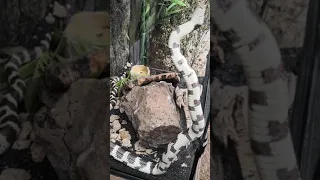 Serpiente en selva viva.