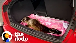 Hissing Baby Seal Who Was So Mad To Be Rescued Is So Happy When He Goes Back To The Wild | The Dodo