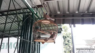 Burung lulut nempel di kandang