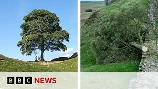 Sycamore Gap: Boy, 16, arrested after Hadrian's Wall tree felled - BBC News