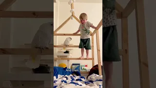 Rémi learning Marni the cockatoo to jump in the bed