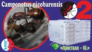 Муравьи Camponotus nicobarensis в муравьиной ферме Кристалл - GL