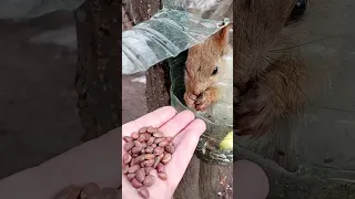 Кормлю белочку в домике / Feeding a squirrel in the house