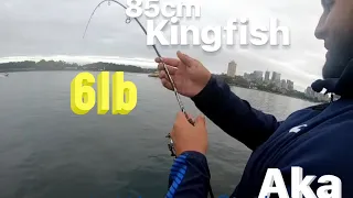 Sydney harbour kingfish & squid