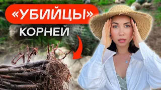 ШОК! ЗАЧЕМ питомники ОБРУБАЮТ КОРНИ деревьям (на самом деле)