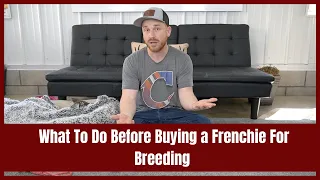 What To Do Before Buying a Frenchie For Breeding