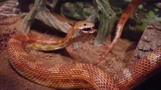 Live Feeding: Snake Eats Mouse Alive Backwards