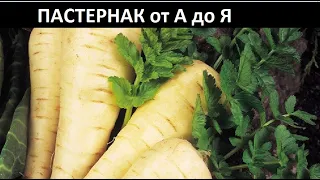 Пастернак от А до Я.