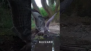 The sheer size of a goshawk 🦅