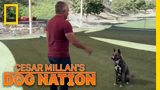 Learning Control | Cesar Millan's Dog Nation