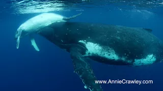 Humpback Whale Mom and Baby