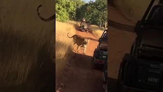 Male Tiger Roars at the jeeps in Tadoba (Angry) | Tiger Roar | A heart stopping Video!!