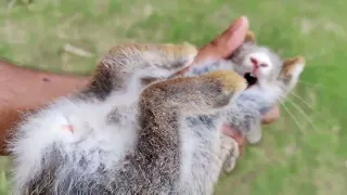 A baby rabbit screaming when caught